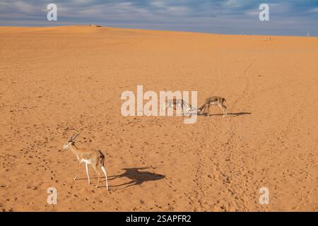 Gazellen kämpfen in einer riesigen Wüstenlandschaft. Saudi-Arabien. Safari Stockfoto