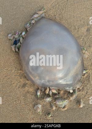Große Quallen, die von kleinen Meeresschnecken gegessen werden Stockfoto
