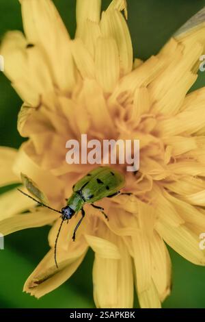 Makrofotografie eines gefleckten Gurkenkäfers auf einer Löwenzahn-Blume, auf einer Farm in den östlichen Andengebirgen Zentralkolumbiens. Stockfoto