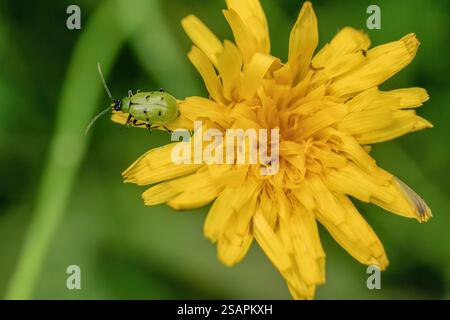 Makrofotografie eines gefleckten Gurkenkäfers auf einer Löwenzahn-Blume, auf einer Farm in den östlichen Andengebirgen Zentralkolumbiens. Stockfoto