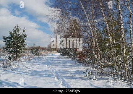 Wunderschöne Landschaft an einem sonnigen Wintertag nach starkem Schneefall. Ein gespurter Pfad im Schnee entlang von Birken und jungen Pinien, die mit Schnee bedeckt sind. Stockfoto