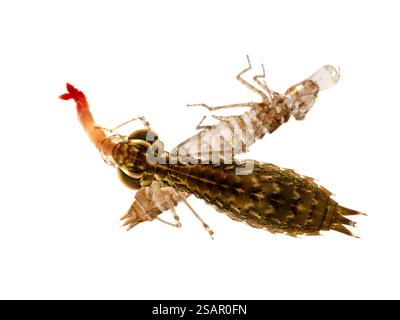 Dorsale Ansicht einer aquatischen grünen DärnerLibelle (Anax junius) Nymphe (naiad), die eine Larvenmige (Chirononomid) isst, während sie sich an ihrem geschmolzenen e festhält Stockfoto