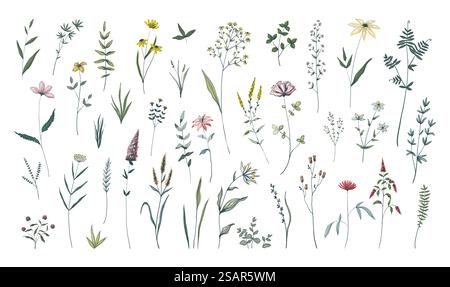 Sommerblumen. Handgezeichnete Feldblühkräuter. Grüne Stiele mit Blättern und Blüten. Set aus dekorativen, eleganten Elementen mit Blumenmuster. Botanisches Herbarium. Süße Frühlingspflanzen Skizze. Vektor-Wildwiesen-Flora. Sommerblumen. Handgezeichnete Feldblühkräuter. Grüne Stiele mit Blättern und Blüten. Set mit dekorativen Blumenelementen. Botanisches Herbarium. Süße Frühlingspflanzen. Vektor-Wildwiesen-Flora Stock Vektor
