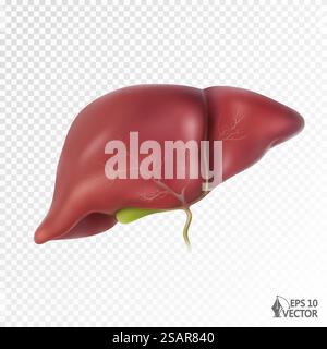 Realistisches vektoranatomisches Modell der menschlichen Leber. Organ des Lebersystems, Gallenblase. Illustration für die Gestaltung von Bildungs-Websites, Werbung für Arzneimittel und Apotheken. Realistisches vektoranatomisches Modell der menschlichen Leber. Organ des Lebersystems, Gallenblase. 3D-Illustration für die Gestaltung von Bildungs-Websites, Werbung für Arzneimittel und Apotheken Stock Vektor