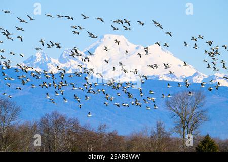 Im Winter fliegen Schneegänse vor dem fernen Mount Baker Stockfoto