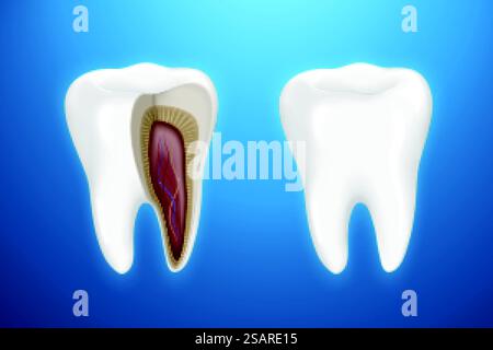 Zahnanatomie isoliert auf blauem Hintergrund in 3D-Illustration. Zahnanatomie isoliert auf Blau Stock Vektor