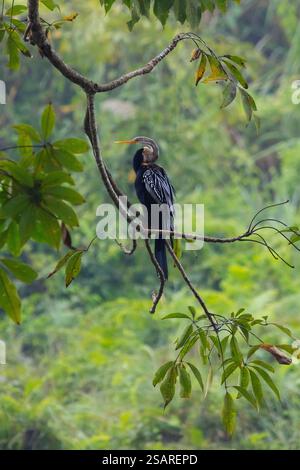 Ein Oriental Darter (Anhinga melanogaster) im Chitwan-Nationalpark, ein Weltkulturerbe in der Terai - Nepal Stockfoto