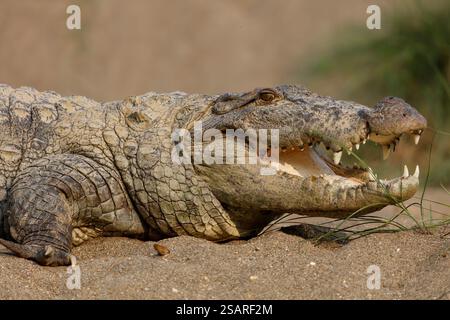 Ein Räuberkrokodil (Crocodylus palustris) am Narayani River im Chitwan National Park, ein Weltkulturerbe im Terai - Nepal Stockfoto