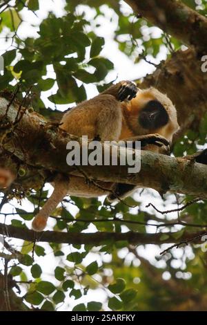 Schwarzgesichtsaffen (Cercopithecus aethiops) im Chitwan-Nationalpark, einem Weltkulturerbe im Terai-Nepal Stockfoto