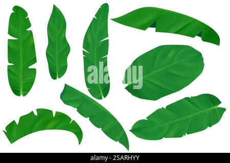 Vektor-realistische Illustration Set von tropischen Blättern isoliert auf weißem Hintergrund. Wunderschönes 3D-Palmenlaub. Sehr detaillierte grüne Pflanzen exotische Dschungelkollektion für Kosmetik und Spa. EPS10 Stock Vektor