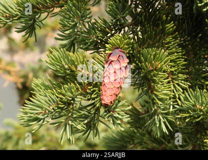 Engelmann-Fichte (Picea engelmannii) Kegel auf einem Baum in den Beartooth Mountains, Montana Stockfoto