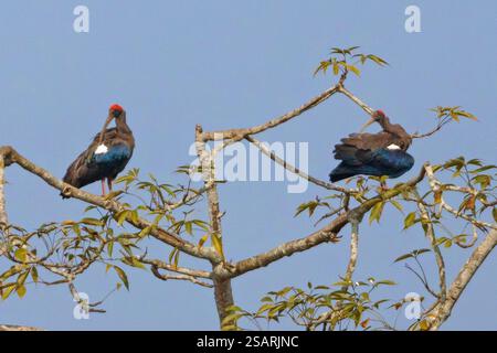 Zwei Red Naped Ibis (Pseudibis papillosa) in einem Baum im Chitwan National Park, einem Weltkulturerbe im Terai - Nepal Stockfoto