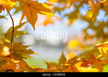 Nahaufnahme eines gelben Herbstblattes. Ein leuchtend orangefarbener Baum ändert sich mit einem unscharfen Bokeh-Hintergrund. Stockfoto