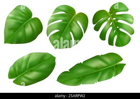 Verschiedene exotische Blätter Set. Wunderschöne tropische 3D-Dschungel-Pflanzen. Calathea, Monstera und grüne Palmenblätter für Kosmetik und Spa. Realistische Vektorillustration isoliert auf weißem Hintergrund ESP10 Stock Vektor