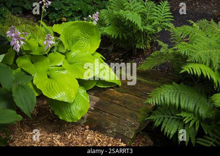 Nahaufnahme von Hosta 'Sum and Substance' und Pteridophyta - Ferns neben einer hölzernen Fußgängerbrücke mit grünem Bryophyta - Moos im schattigen Garten im Hinterhof Stockfoto