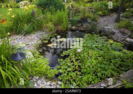 Blick aus einem hohen Winkel auf den Teich mit Mauve Eichornia Crassipes - Wasserhyazinthe und Nymphaea - Wasserlilien im Garten im Garten im Garten im Sommer, Quebec, Kanada. Dies Stockfoto