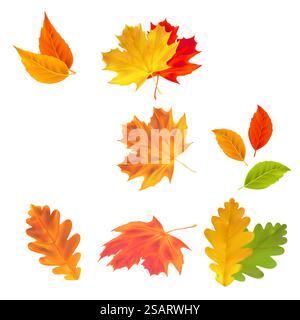 Set realistischer Herbstblätter. Vektor-Ahorn-, Eichen- und Birkenblätter isoliert auf weißem Hintergrund für die Gestaltung von Grußkarten, Weihnachtsbanner und Plakaten Stock Vektor