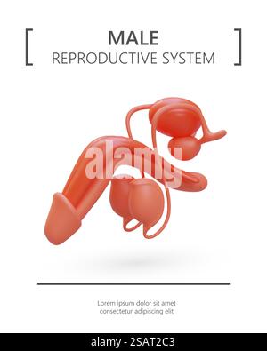 Realistische Darstellung des männlichen Fortpflanzungssystems. Zur Struktur des männlichen Genitalorgans. Dienste des Urologen, männlichen Arztes. Farbiges Poster auf weißem Hintergrund, Platz für Text. Realistische Darstellung des männlichen Fortpflanzungssystems. Zur Struktur des männlichen Genitalorgans Stock Vektor