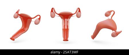 Realistische innere weibliche Organe. Das weibliche Fortpflanzungssystem. Vektorobjekt an verschiedenen Positionen. Uterusbiegung. Kegel-Übungen. Illustrationen für medizinische Websites, Poster, Anwendungen. Realistische innere weibliche Organe. Das weibliche Fortpflanzungssystem. Vektorobjekt an verschiedenen Positionen Stock Vektor