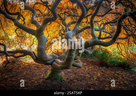 Kubota Garden ist ein 20 Hektar großer japanischer Garten im Stadtteil Rainier Beach in Seattle, Washington. Stockfoto