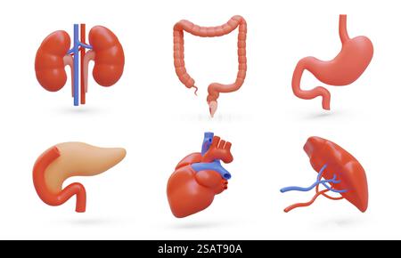 Satz menschlicher 3D-Organe. Realistische Nieren, Dickdarm, Magen, Bauchspeicheldrüse, Herz, Milz. Isolierte Vektordarstellung in einem Stil. Farbige medizinische Symbole. Satz menschlicher 3D-Organe. Realistische Nieren, Dickdarm, Magen, Bauchspeicheldrüse, Herz, Milz Stock Vektor