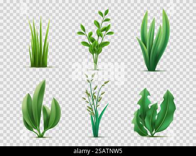 Realistisches Frühlingsgras. Grüne Wiesen Pflanzen und Kräuter, frisches Rasengras, breite Blätter, Gartenstil, natürliche Vegetation, 3D isoliert auf transparenten Hintergrund Dekorobjekten, utter Vektorsatz. Realistisches Frühlingsgras. Grüne Wiesen Pflanzen und Kräuter, Rasengras, breite Blätter, Gartenstil, natürliche Vegetation, 3D isoliert auf transparentem Hintergrund Dekorobjekte utter Vektorsatz Stock Vektor