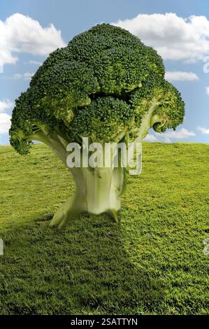 Großer Baum mit köstlichem und nahrhaftem Brokkoli auf einem Feld Stockfoto