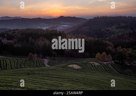 Green Tea Field Sunrise, Boseong, Korea Stockfoto