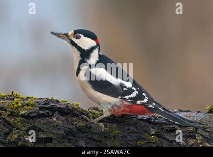 Männlicher Großspecht (Dendrocopos Major) steht auf einem Flechtenbedeckten dicken gekrümmten Ast Stockfoto