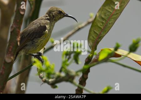 Ein weiblicher variabler Sonnenvogel (Cinnyris venustus), der in einem Baum in einem Garten in Arusha, Tansania, Afrika thront Stockfoto
