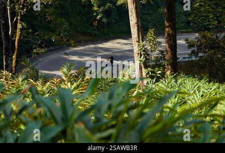 Ein Motorradfahrer fährt auf einer kurvenreichen Straße durch einen dichten tropischen Wald. Die Straße kurvt stark Stockfoto