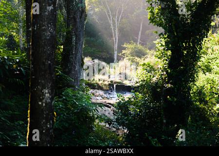 Dieses Bild fängt eine ruhige Waldszene mit Sonnenlicht durch die Bäume ein und beleuchtet einen kleinen Wasserfall umgeben von üppigem Grün. Stockfoto
