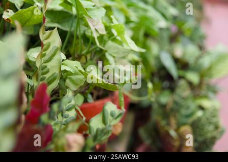 Eine lebendige Sammlung von Caladium-Pflanzen in bunten Töpfen Stockfoto