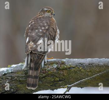 Weibliches eurasisches sparschwein (accipiter nisus) sitzt auf eisigem Ast, während sie auf Spatzen wartet Stockfoto