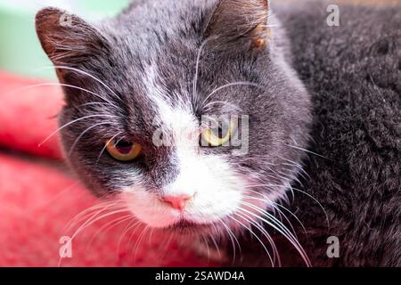 Dies ist ein Nahaufnahme-Bild mit einer grau-weißen Katze, die direkt auf das Kameraobjektiv blickt und ihr wunderschönes Fell und ihre Eigenschaften zeigt Stockfoto