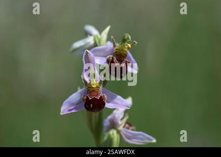 BienenOrchidee; Ophrys apifera; Blumen; UK Stockfoto