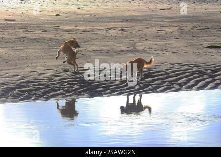 Zwei beste Hundefreunde spielen früh am Morgen am Strand Stockfoto
