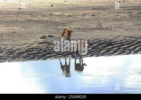 Zwei beste Hundefreunde spielen früh am Morgen am Strand Stockfoto