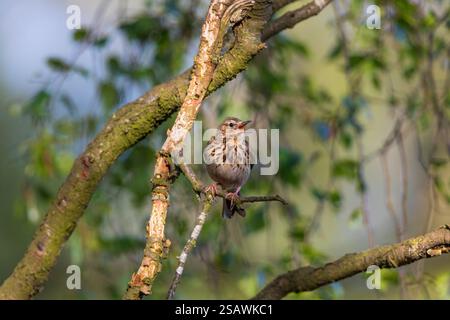 Tree Pipit; Anthus trivialis; in Song; UK Stockfoto
