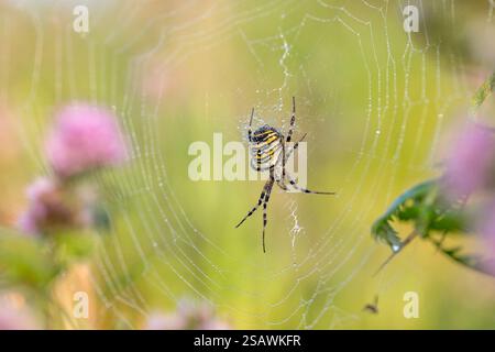 Wespenspinne; Argiope bruennichi; im Internet; Großbritannien Stockfoto