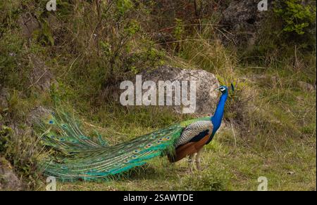 Ein indischer Pfauzen (Pavo cristatus), der während des bewölkten Tages in der Sommersaison auf dem Gras steht und hinten im Wald schaut. Stockfoto