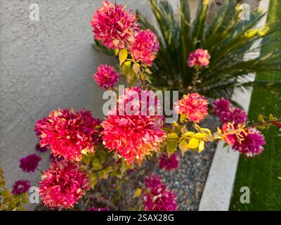Leuchtend rosafarbene Bougainvillea-Blumen in einem Landschaftsgarten mit Grün Stockfoto