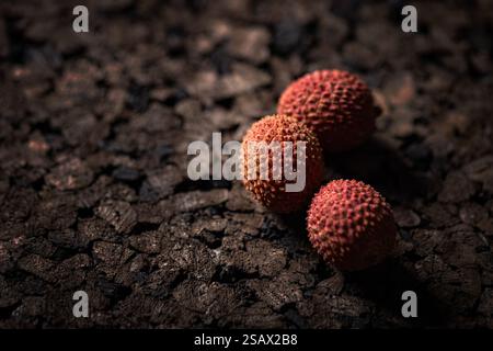 Drei Litschis liegen auf dunkler, rissiger Oberfläche Stockfoto