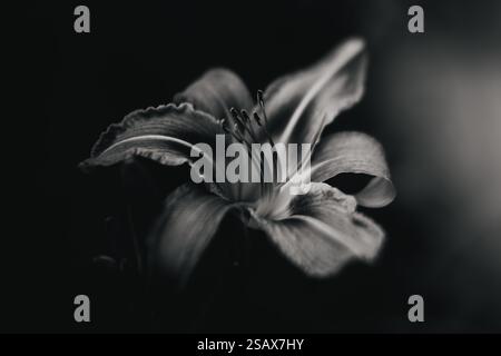 Tigerlilie in Schwarz und weiß Stockfoto