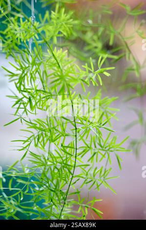 Grüner Zweig hausgemachter Spargel Nahaufnahme, vertikales Foto Stockfoto