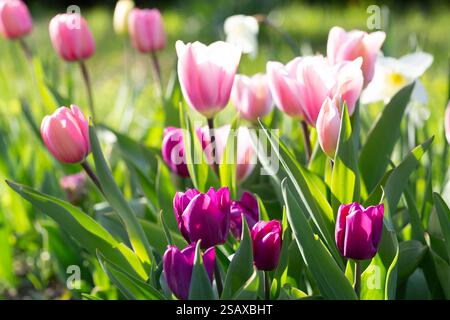 Rosa und violette Tulpen blühen in einem Frühlingsgarten, umgeben von üppigem Grün. Jede Tulpe verleiht dem Frühlingsgarten einen lebendigen Touch Stockfoto