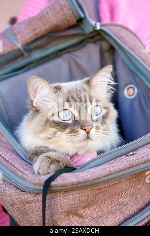 Schöne graue Katze, die in einem maßgeschneiderten Rucksack transportiert wird Stockfoto