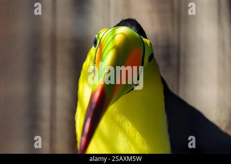 Der Kielschnabeltukan (Ramphastos sulfuratus) im ZOO Stockfoto
