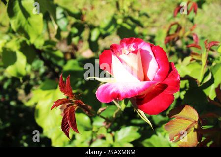 Double Delight ist eine zweifarbige rote und weiße rosa Rose. Rosensorten. Stockfoto