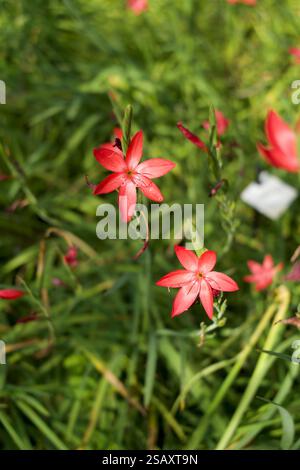 Kleine rote Blumen im Gras Stockfoto